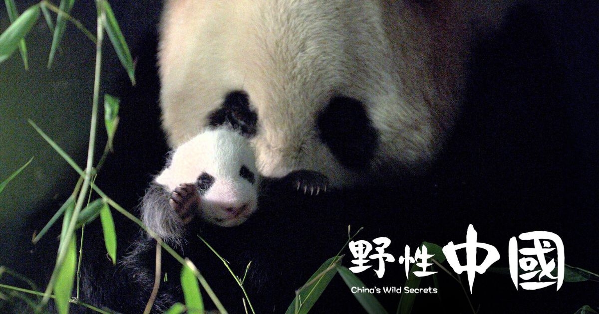 中國珍貴野生動物　中国珍貴野生動物　WILDLIFE OF CHINA　中国語？ 野性中國| TVB 無綫集團